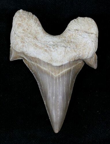 Otodus Shark Tooth Fossil - Eocene #22659